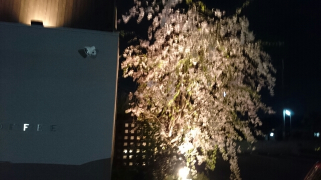桜珈琲